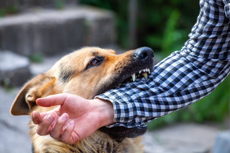 3 Things You Need To Do After Experiencing A Dog Bite - News